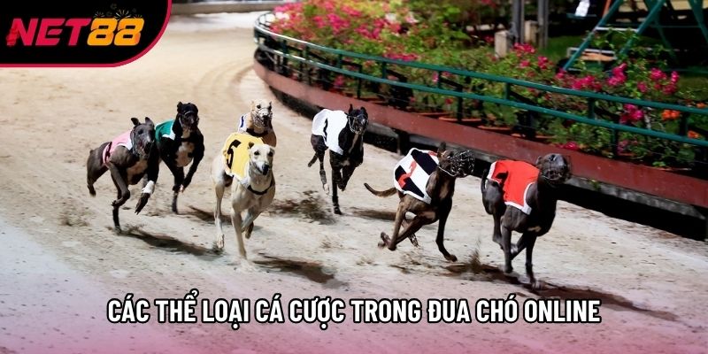 Các thể loại cá cược trong đua chó online